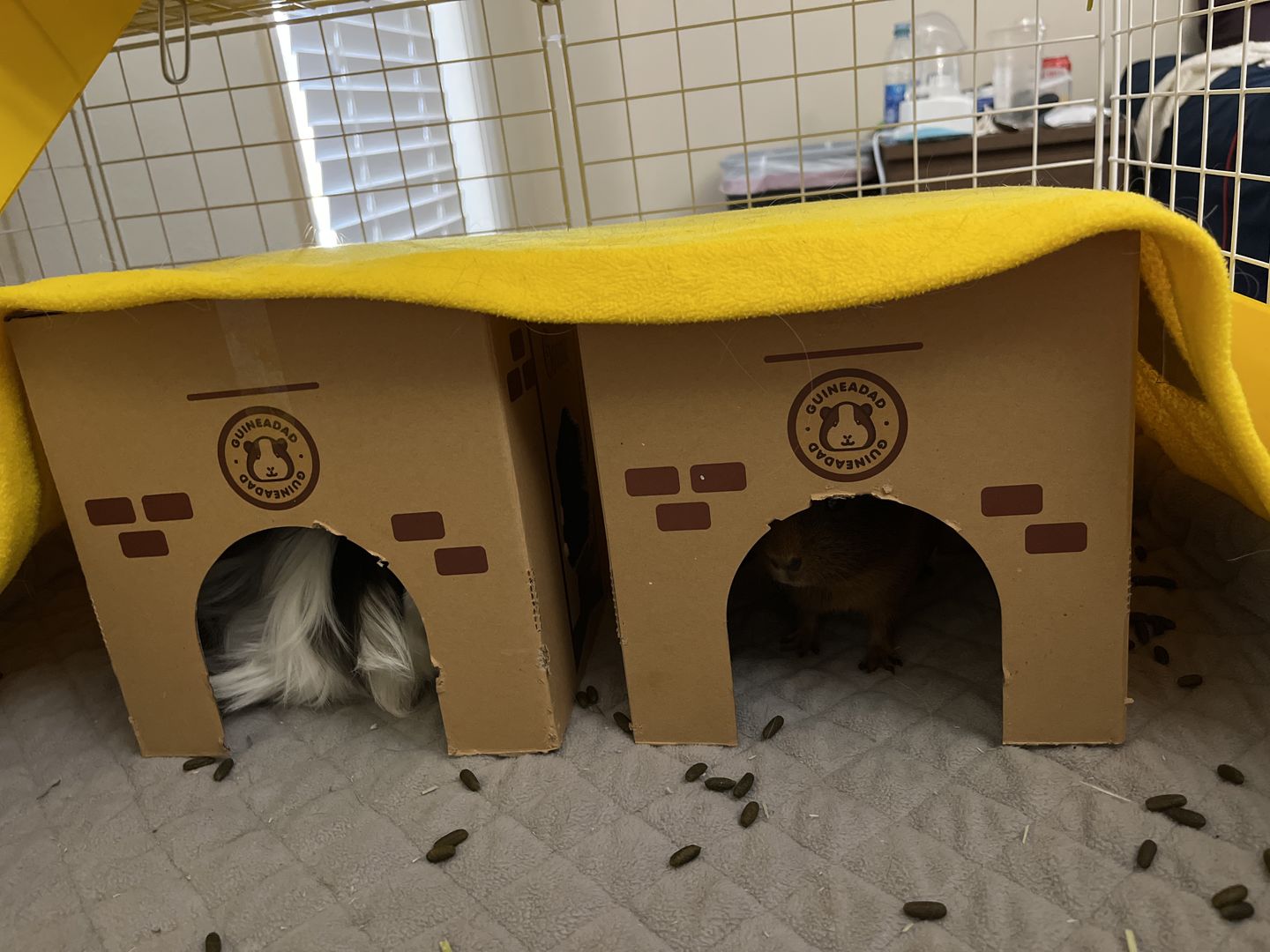 Customer photo review of GuineaDad Crunchy Condo - Pack of 3