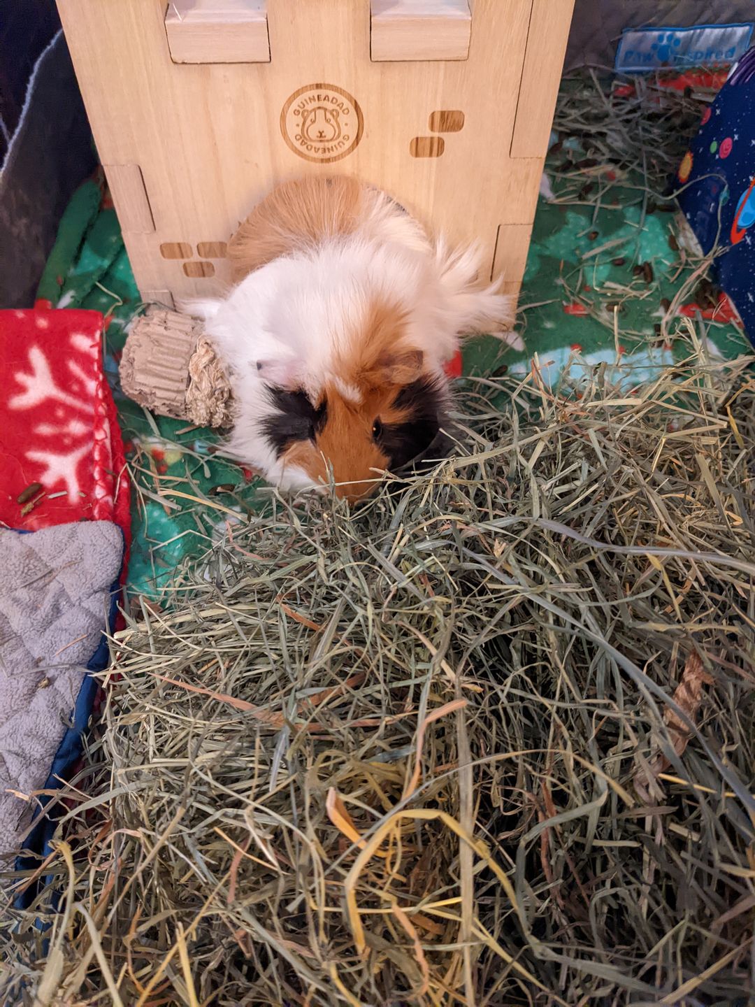 Customer photo review of GuineaDad Queen's Castle
