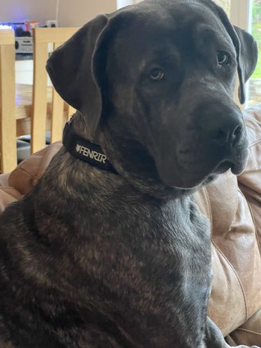 Customer photo review of Ragnar Dog Collar