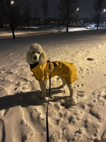 Customer photo review of Recovery Raincoat Orange for Dogs
