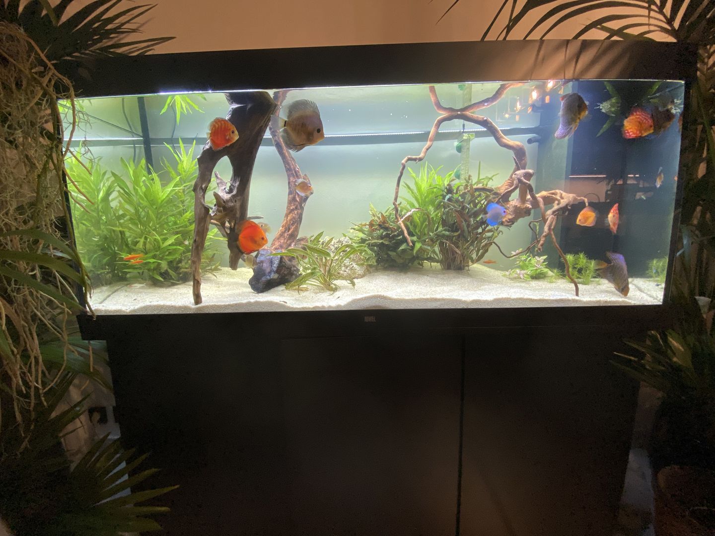 Customer photo review of Aquarium Rio 450 LED Noir Équipé JUWEL - 450L