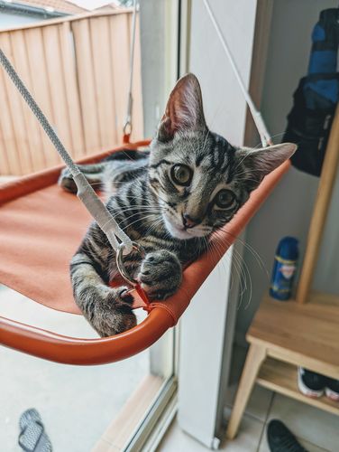 Customer photo review of Furrytail Cat Window Perch, Cat Hammock Window Seat