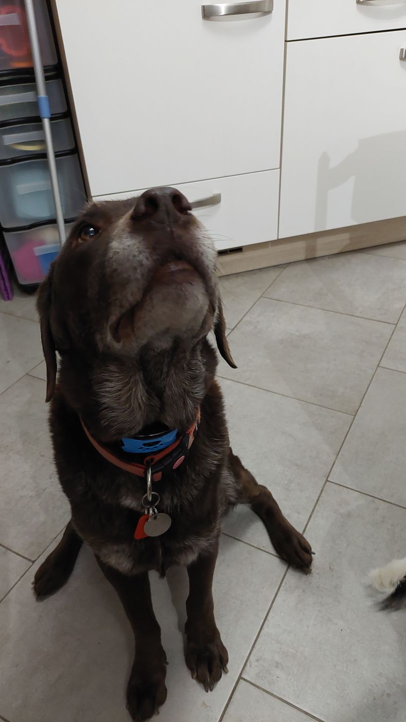 Customer photo review of Chargeur spécialement conçu pour le collier Anti Aboiement