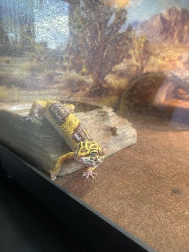 Customer photo review of GrubTerra Fresh Black Soldier Fly Larvae for Reptiles