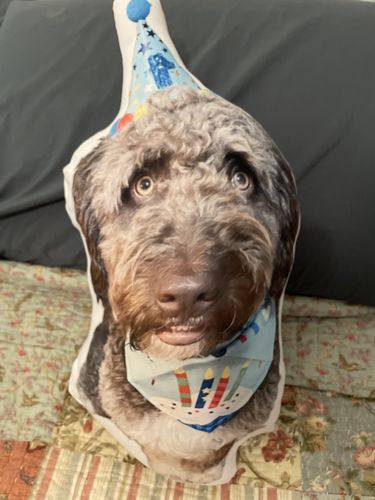 Customer photo review of Create A Custom Dog Pillow