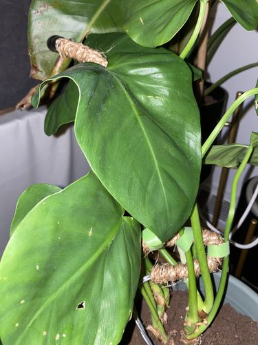 Customer photo of The Original Bendable Coir Pole™ - Best Seller (Tape Included) from Carly P.