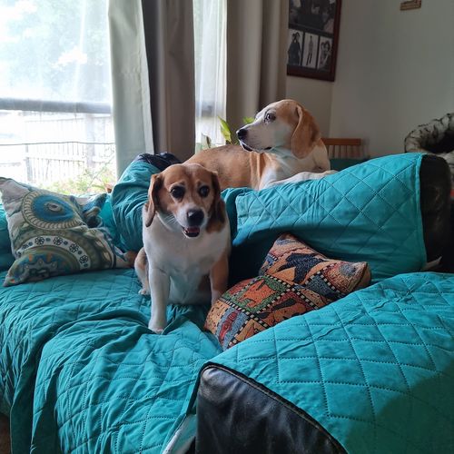 Customer photo review of Pets Waterproof Sofa Cover - 50% Off Today Only