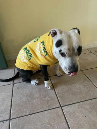 pineapple dog sweater