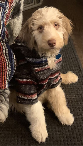 Customer photo review of Playa Poncho