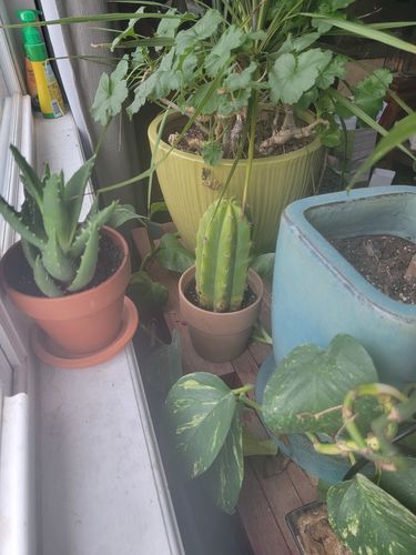 Customer photo review of San Pedro Cactus | Echinopsis pachanoi