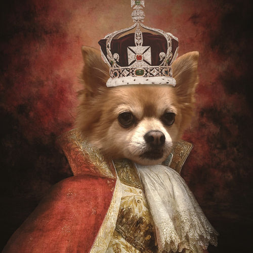 Customer photo review of The King - Custom Pet Cushion