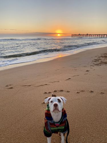 Customer photo review of Playa Poncho