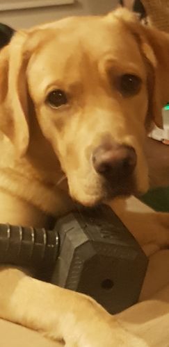 Customer photo review of The Fenrir Hammer