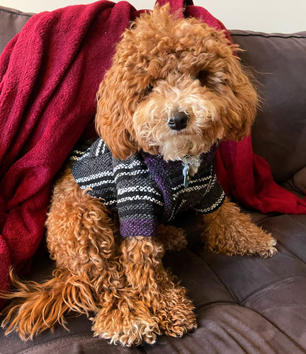 Customer photo review of Playa Poncho