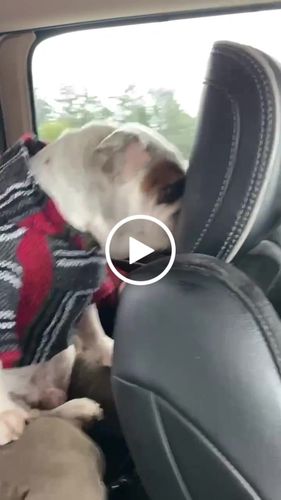 Customer video review of Playa Poncho