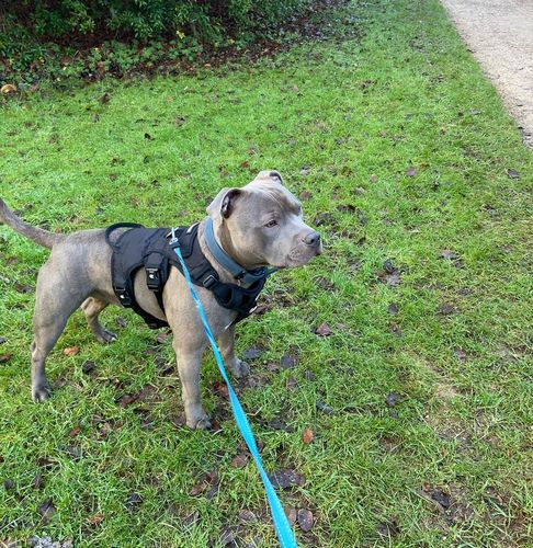 Customer photo review of Ragnar Harness
