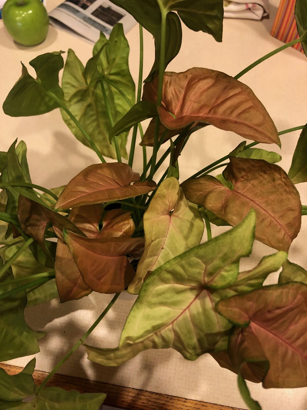 Customer photo review of 4" Syngonium Regina Red