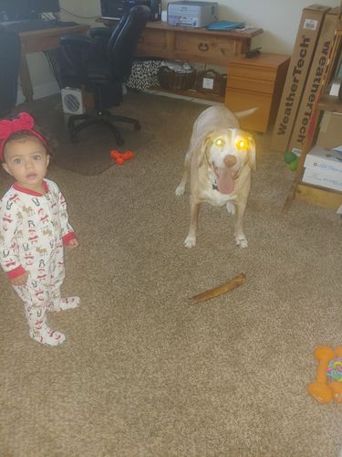 Customer photo review of 6 Inch Monster Bully Sticks