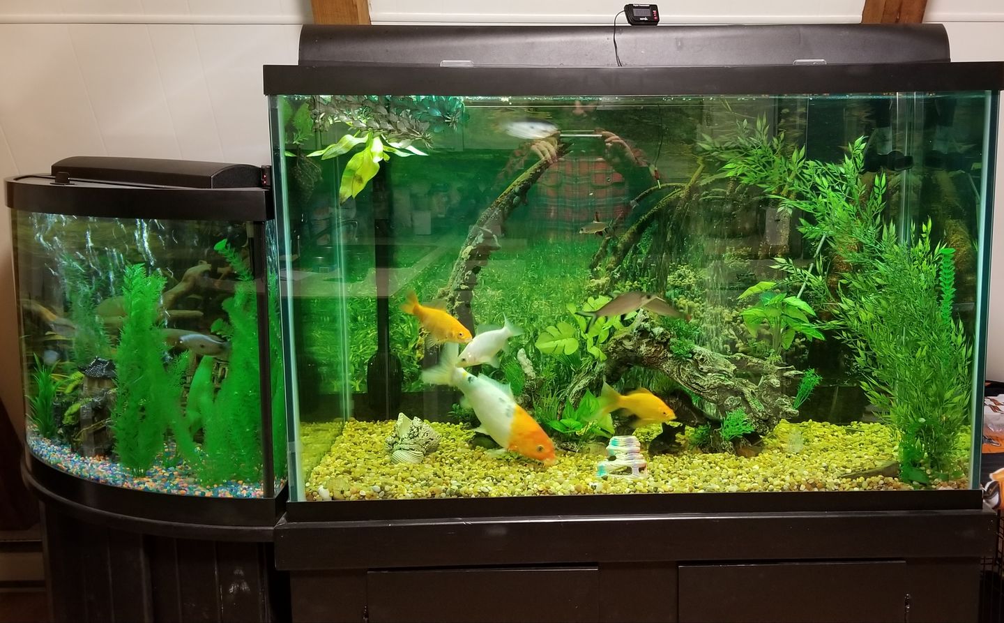 Customer photo review of Xtreme Big Fella Cichlid Food