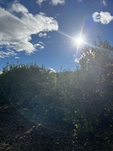 Customer photo review of Yellow Leather Driver Gloves (Lobo) - Cowhide Leather