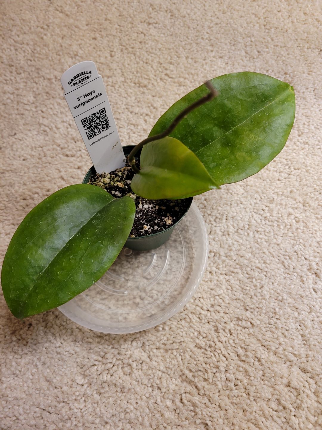 Customer photo review of 3" Hoya surigaoensis
