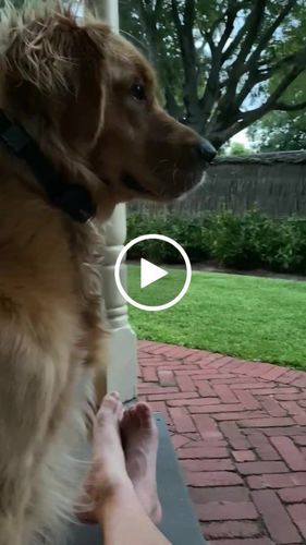Customer video review of BarkWise™ Complete