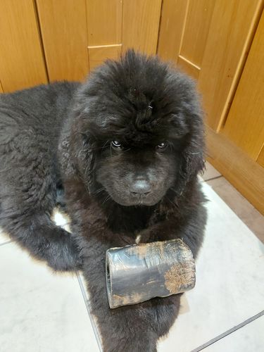 Customer photo review of Buffalo Horn