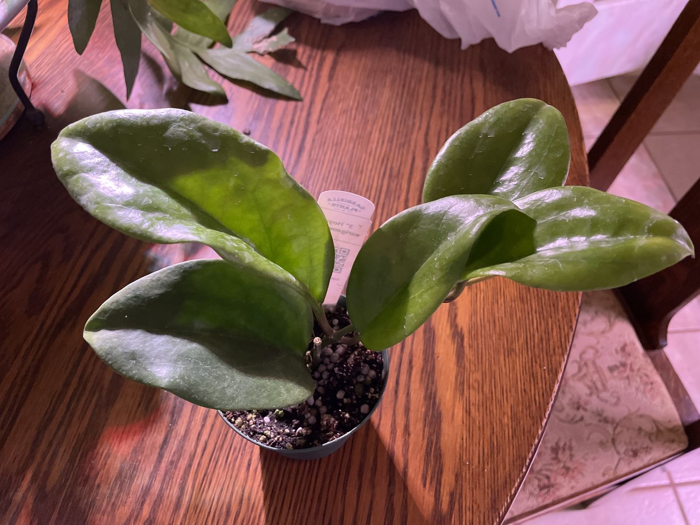 Customer photo review of 3" Hoya surigaoensis