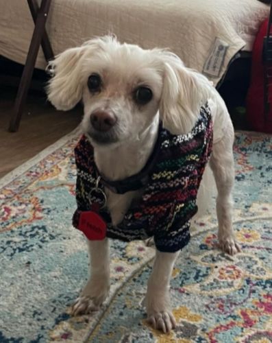 Customer photo review of Playa Poncho