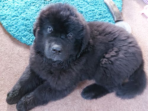 Customer photo review of JR Pure Training Treats