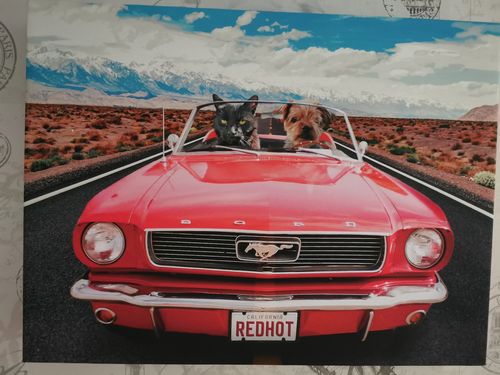 Customer photo review of The Road Trip – Custom Pet Canvas