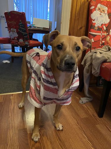 Customer photo review of Playa Poncho