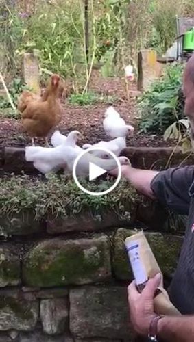 Customer video review of BlackTasty™ Tierfutter aus Insekten