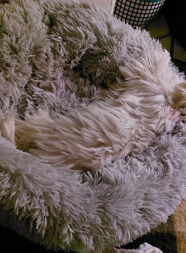 Customer photo review of Hundebett rund XL Wuscheldonut