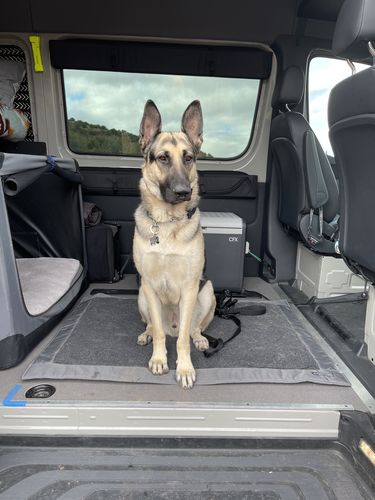 Customer photo review of Sprinter - Crew Window Shade (Driver’s Side, 1st Row)