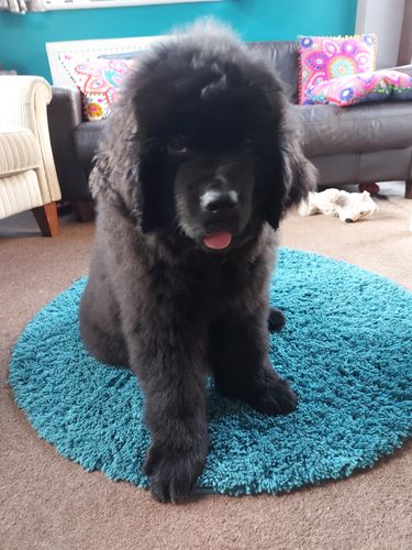 Customer photo review of JR Pure Training Treats