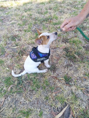 Customer photo review of No-Pull Dog Harness Australia-60% Off Today