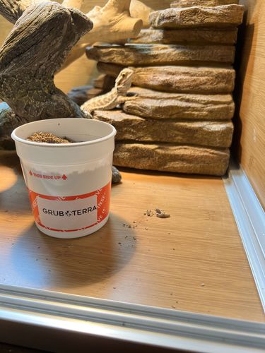 Customer photo review of GrubTerra Fresh Black Soldier Fly Larvae for Reptiles