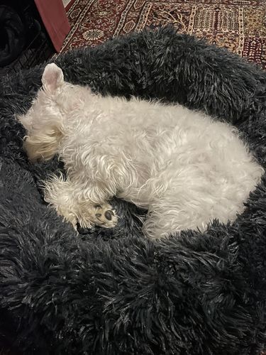 Customer photo review of Pet Calming Bed
