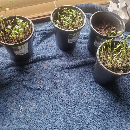 Customer photo review of Heirloom Vegetable Seeds - (10 Variety)