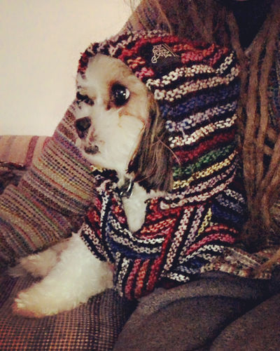 Customer photo review of Playa Poncho