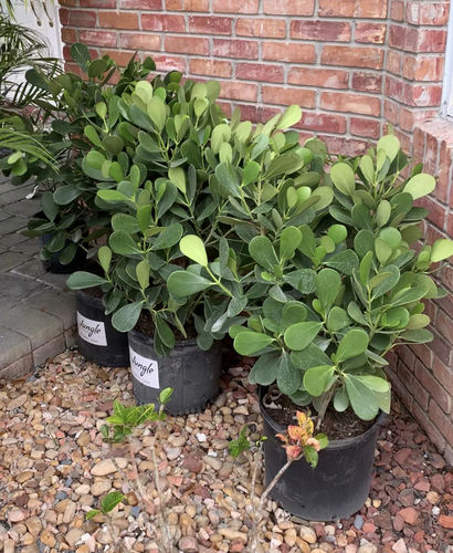 Customer photo review of Clusia