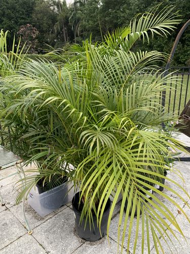 Customer photo review of Areca Palm
