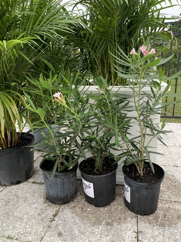 Customer photo review of Oleander