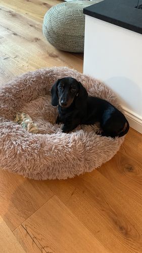 Customer photo review of Puppery Kuschelbett - Das Original