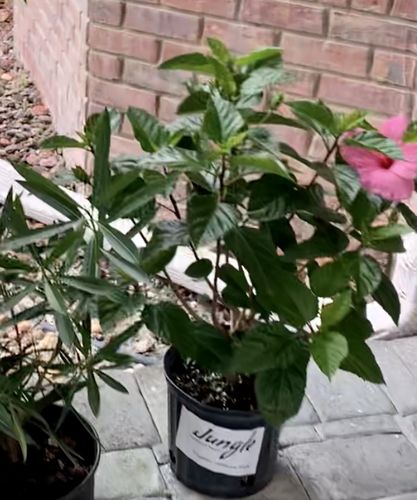 Customer photo review of Hibiscus 'Seminole Pink'