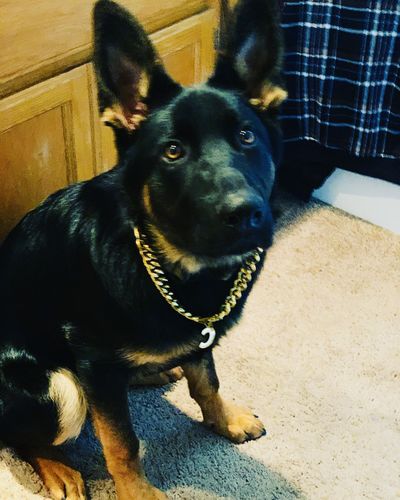 cuban link chain dog