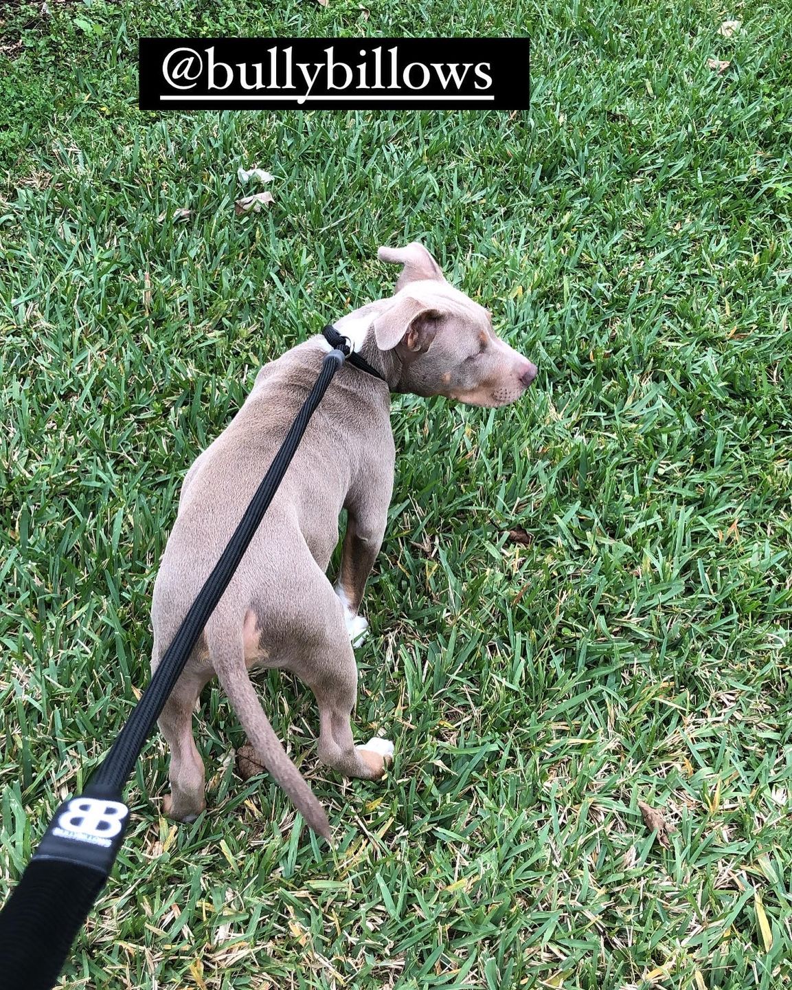 Customer photo review of Slip Lead | Anti-Pull & Anti-Choking Training Lead - Black v2.0