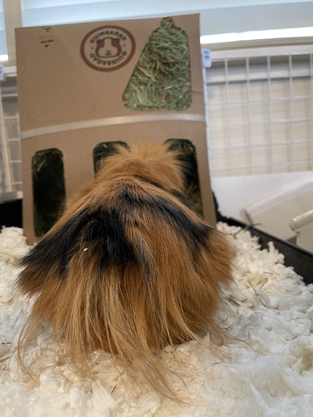 Customer photo review of GuineaDad Nourish Series - Orchard Hay for Guinea Pigs (3 Pack)