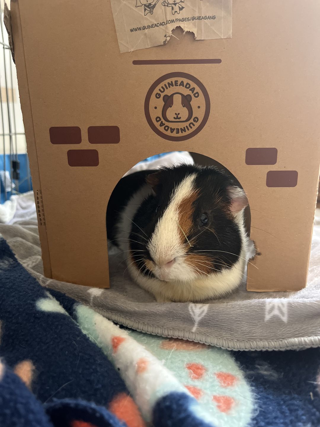 Customer photo review of GuineaDad Crunchy Condo - Pack of 3